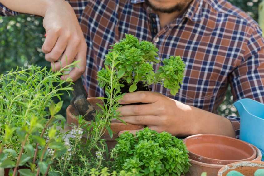 Benefits of Growing Herbs Near Vegetables