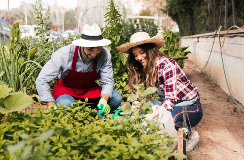 Companion Planting Herbs With Vegetables for Better Garden