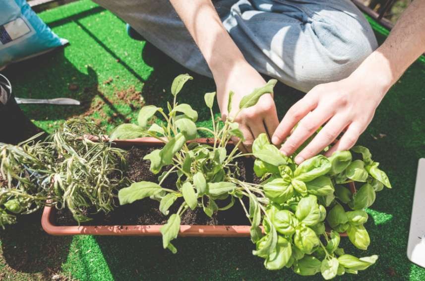 Match Plants by Water and Soil Needs