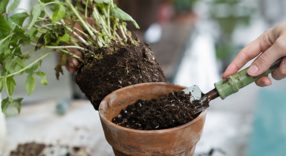 Inspect And Clean The Roots
