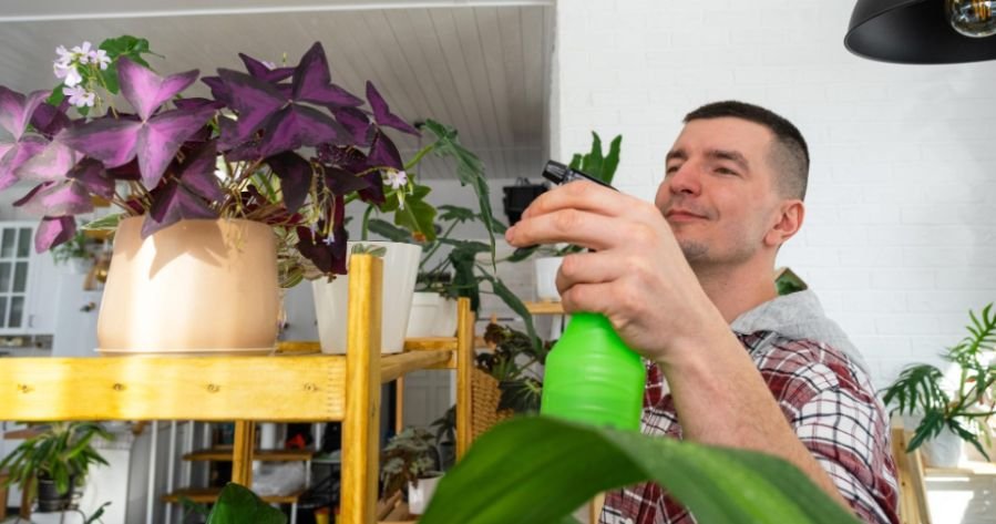 How to Get Rid of Fungus Gnats in Houseplants Naturally