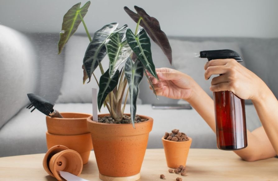 How to Prevent Fungus Gnats From Returning