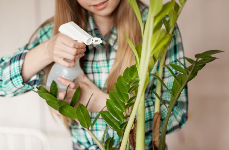 Why Fungus Gnats Invade Houseplants