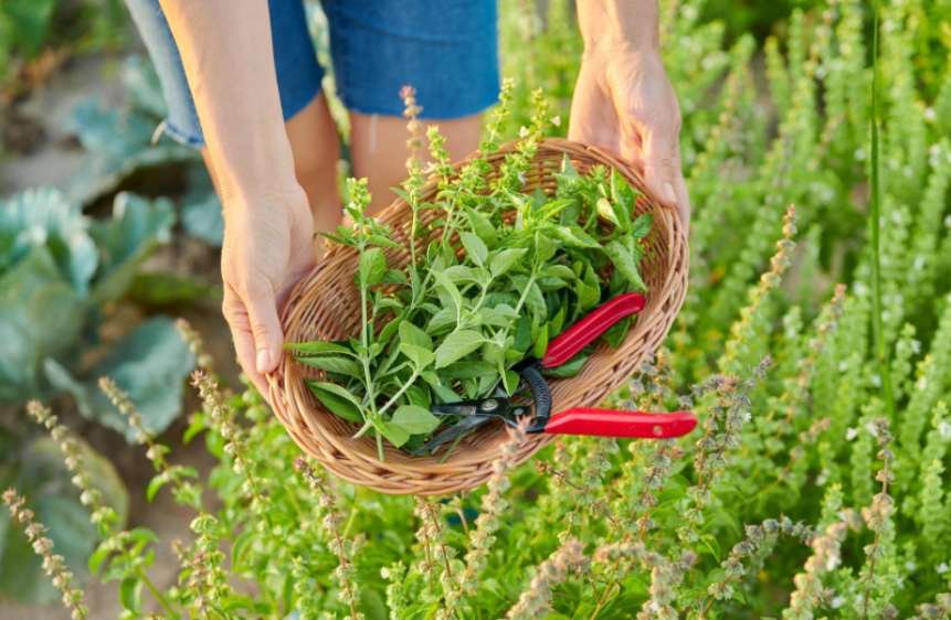 Best Herbs to Plant in Early Spring for Fresh Harvests