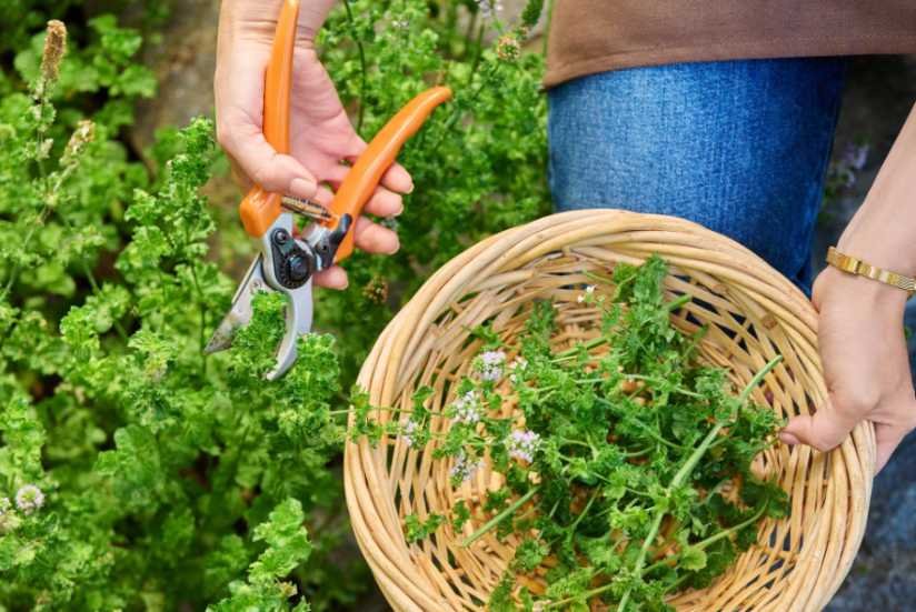 Cool-Season Herbs to Sow Directly