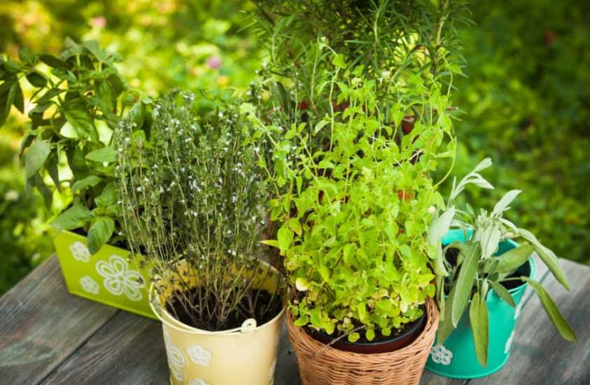 Hardy Perennial Herbs to Plant