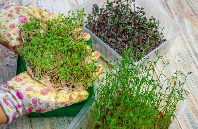 Herbs to Start Indoors