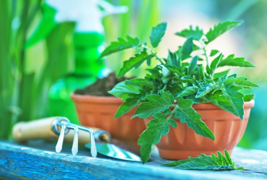 12 Easy Herbs to Grow Indoors for Fresh Flavor