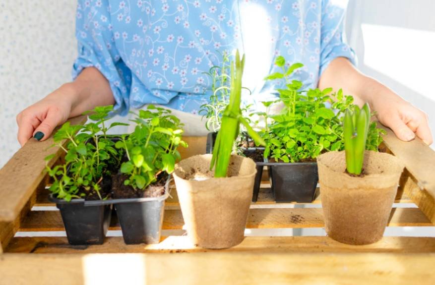 How to Keep an Indoor Herb Garden Alive