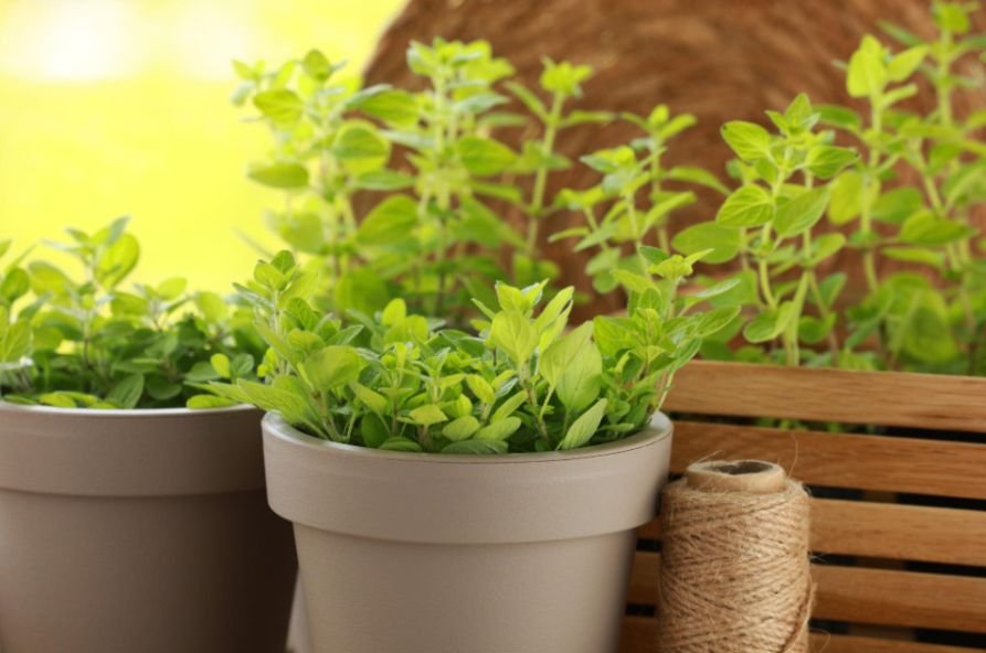 The Best Indoor Herbs for Beginners