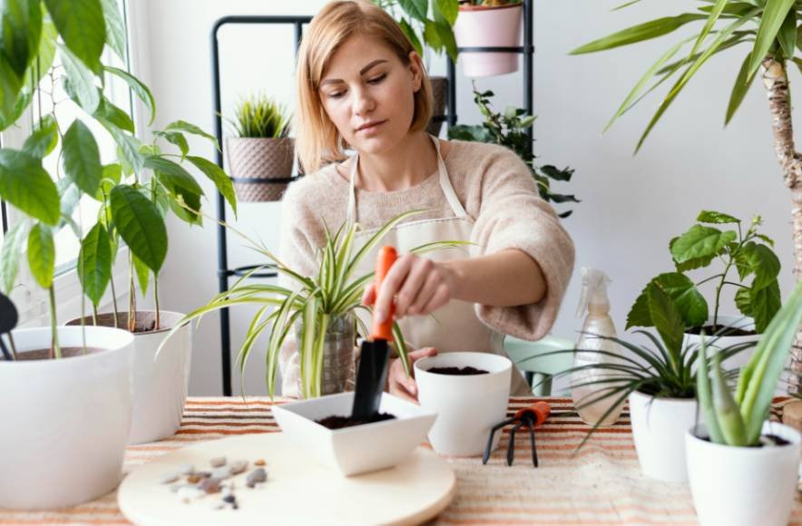 15 Easy Houseplants for New Plant Owners