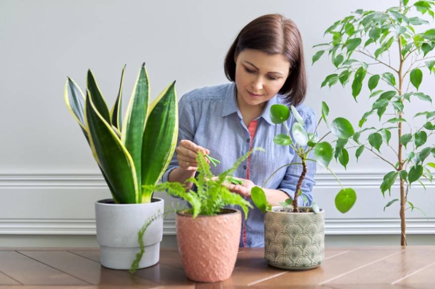 Best Low Maintenance Houseplants for Beginners