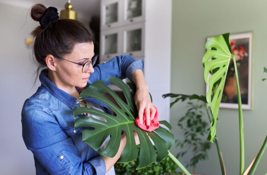 Choose a Plant That Matches Your Home