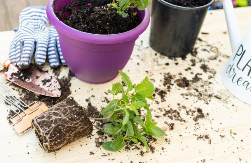 Common Herb Soil Mistakes
