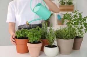 How Often Should You Water Potted Herbs?