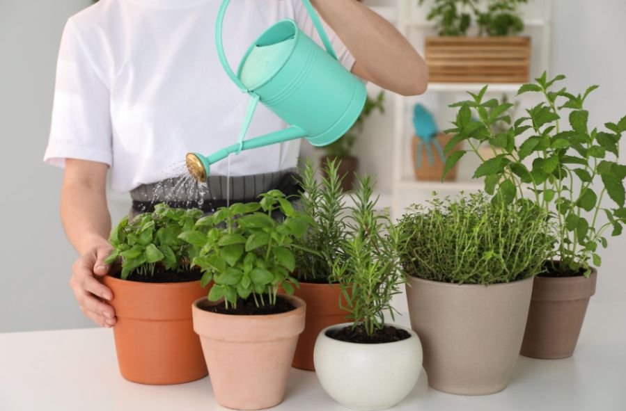 How Often Should You Water Potted Herbs?