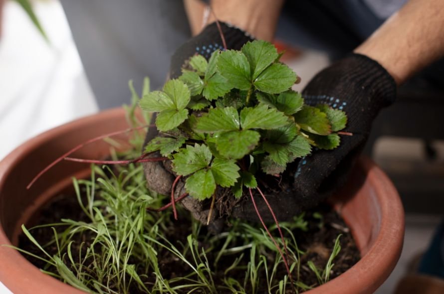 My All-Purpose Herb Potting Recipe