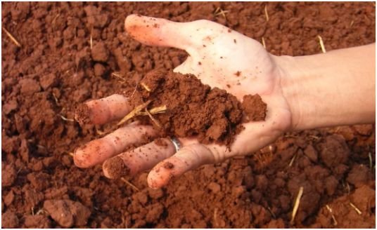 Test the Soil Before Adding Amendments