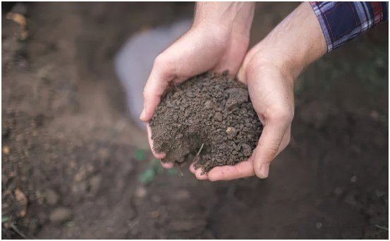 How to Improve Clay Soil for a Vegetable Garden Step by Step