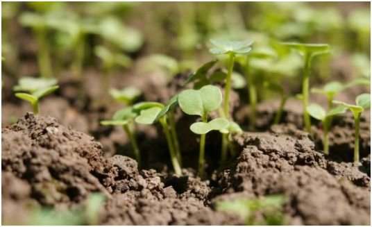 Build Better Garden Soil Season After Season