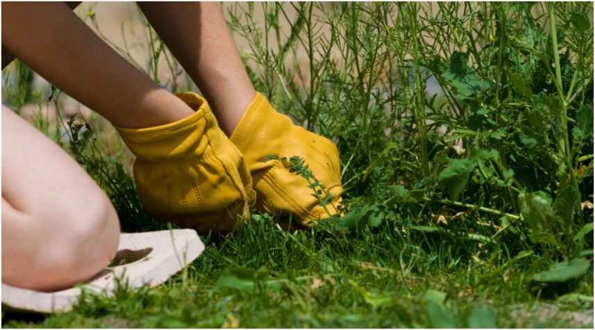 How to Keep Weeds Out of a Garden Without Chemicals
