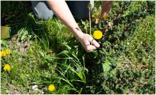 Remove Existing Weeds Without Herbicides