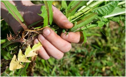 Stop Watering Weed Seeds