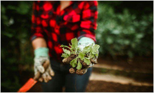 Smother Weeds With the Right Mulch