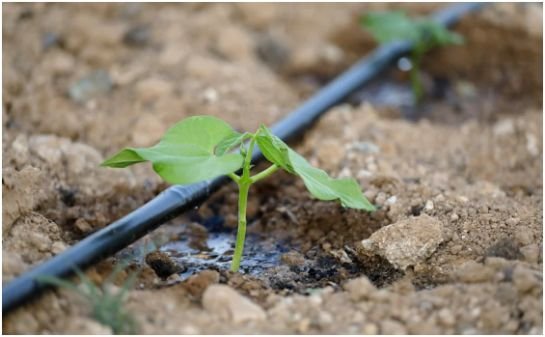 Why Drip Irrigation Works Best