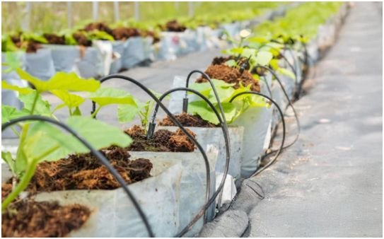 How Long and How Often to Water