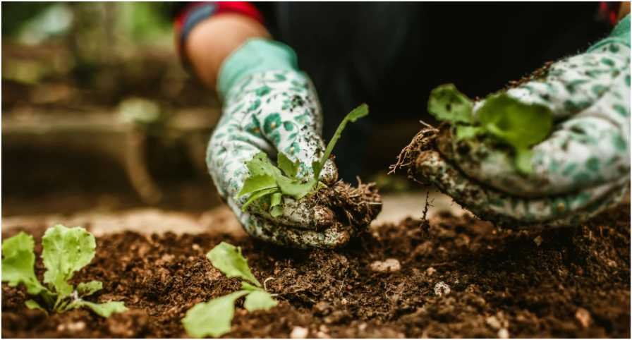 How to Start a No-Dig Garden Bed Over Grass Easily