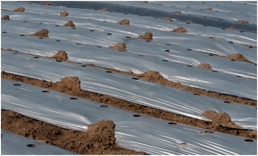 My Light-Gap Test for Better Weed Control