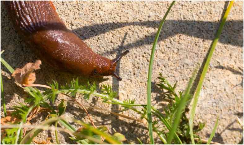 Natural Ways To Control Slugs In A Vegetable Garden