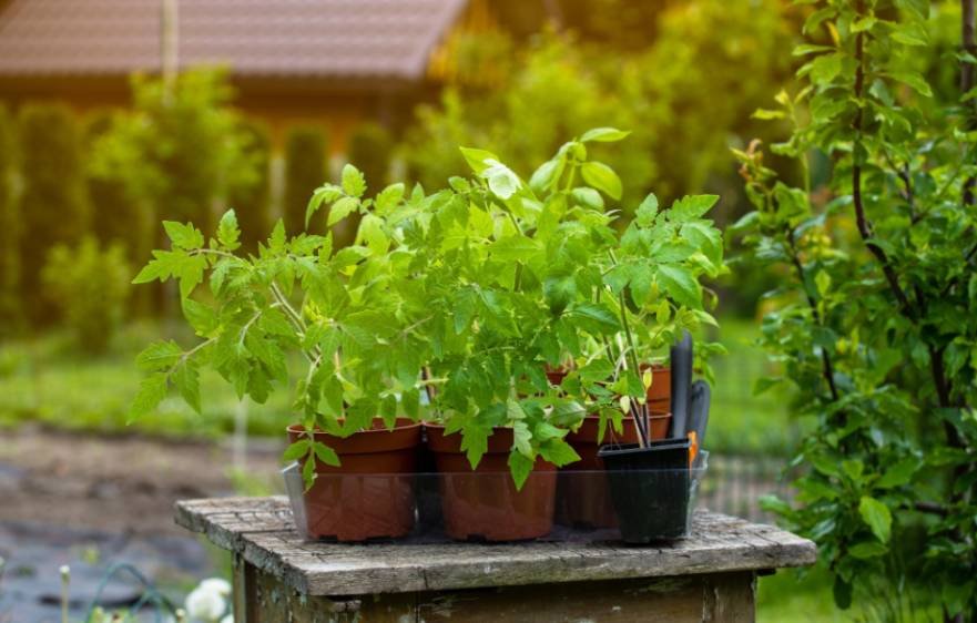 Top Herbs for Outdoor Containers
