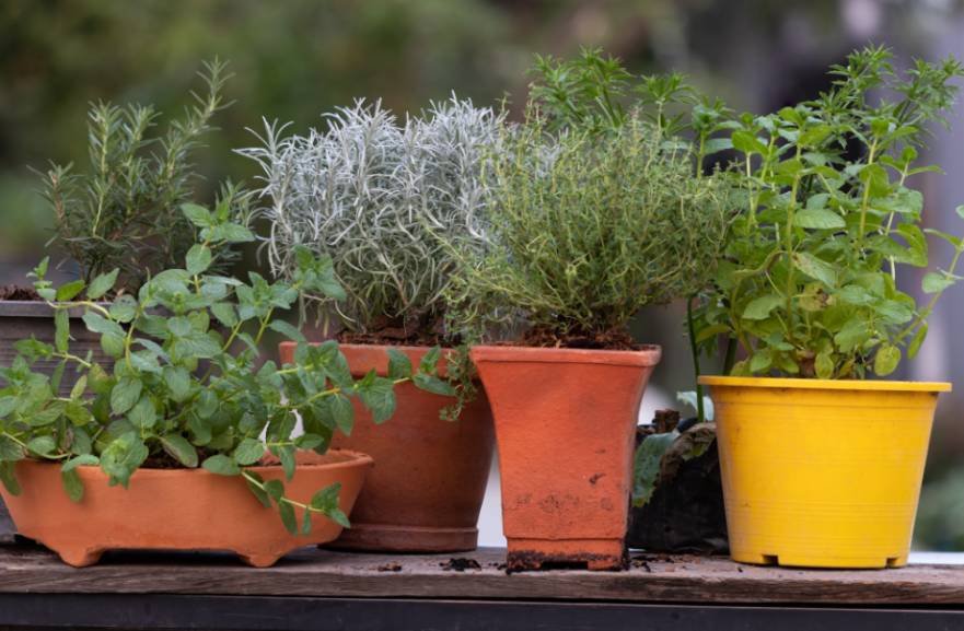 Which Herbs Can Grow Together?