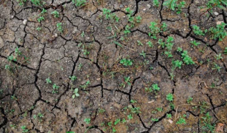 Why Compacted Soil Causes Plant Problems