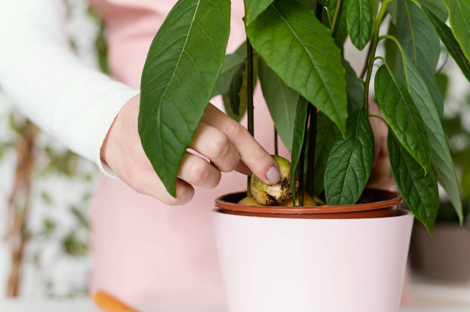 How Can You Prevent Yellow Leaves During Future Repotting?
