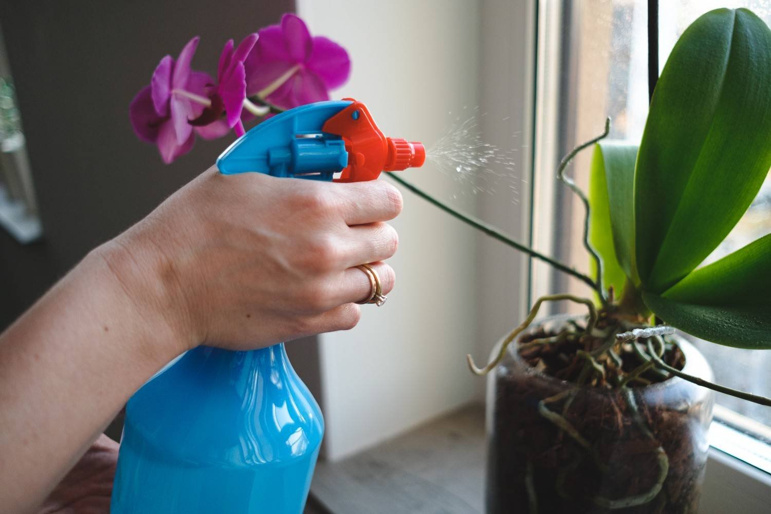 How to Get Rid of Fungus Gnats Without Harming Pets: The No-Panic Plant Rescue Plan
