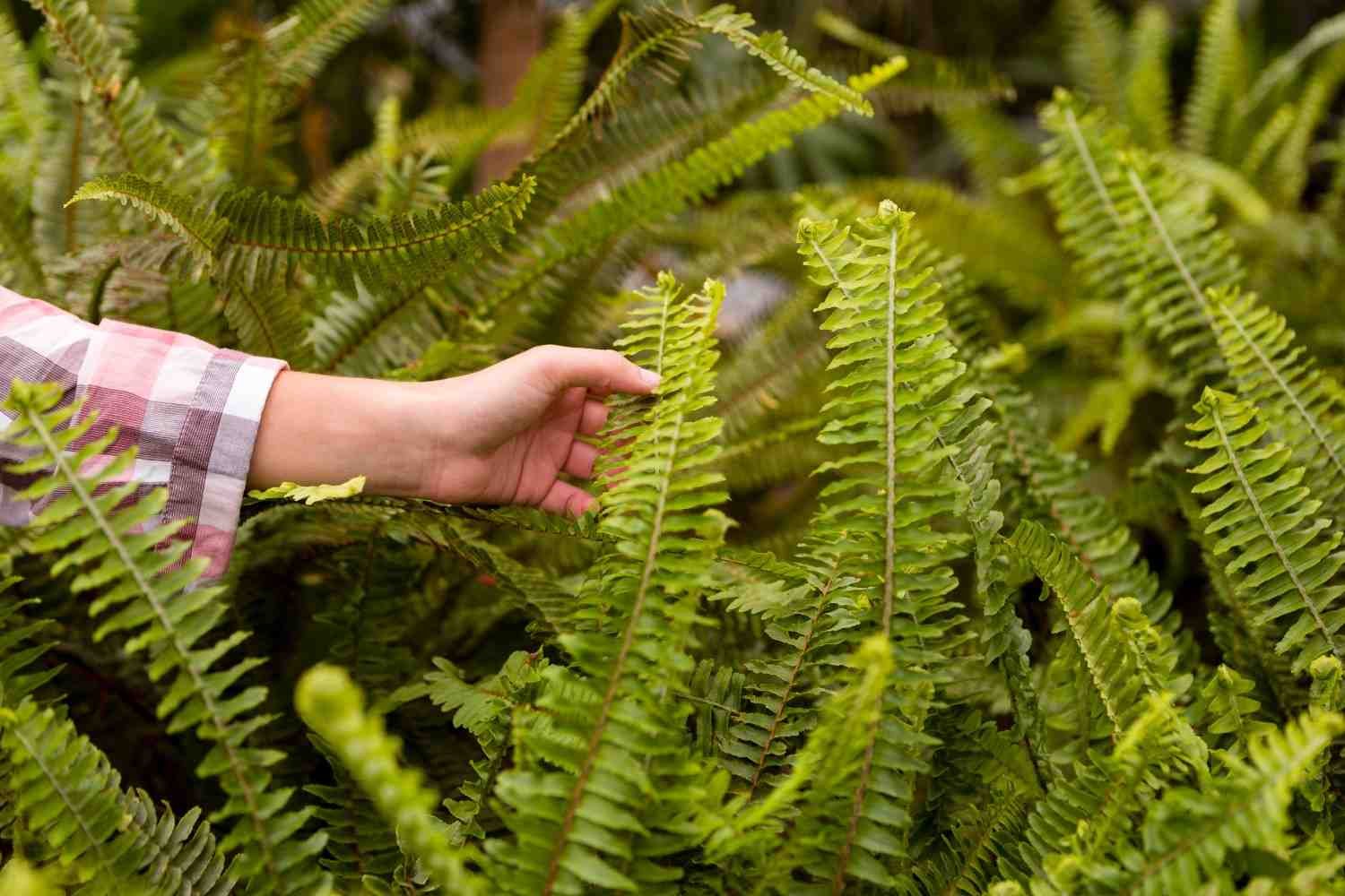 Why Did My Boston Fern Dry Out?