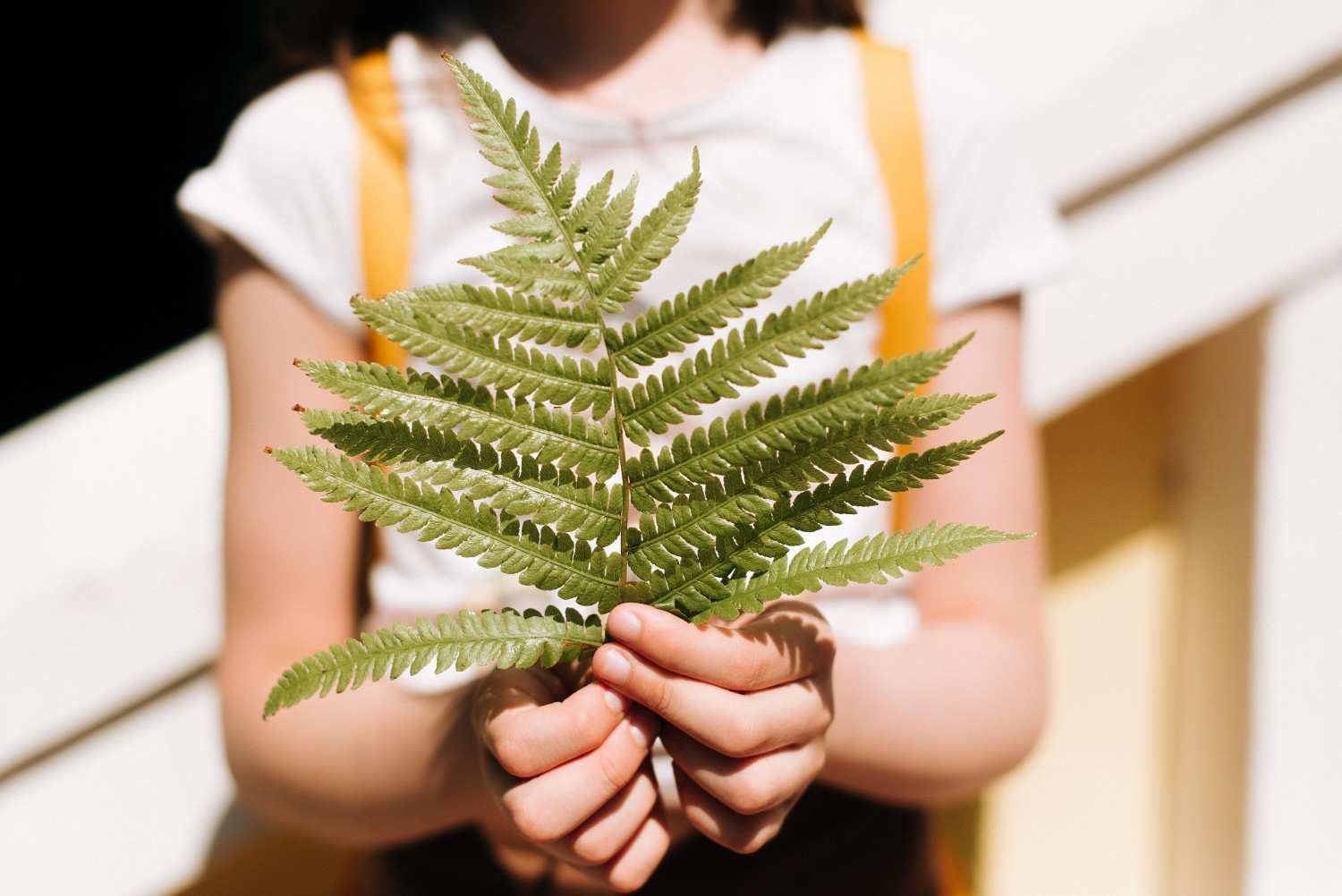 How Can I Prevent My Boston Fern From Drying Out Again?