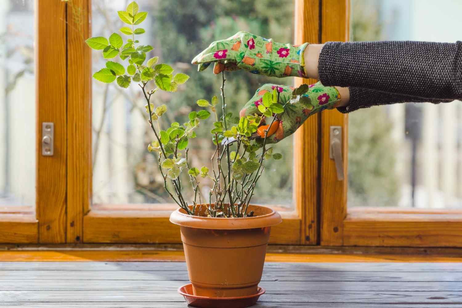 Why Are Pothos Leaves Turning Yellow After Repotting? The Root Shock Nobody Warns You About