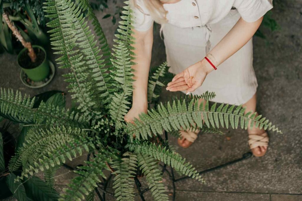 hands-young-unrecognizable-woman-take-care-paparotnik-top-view-photo (1)