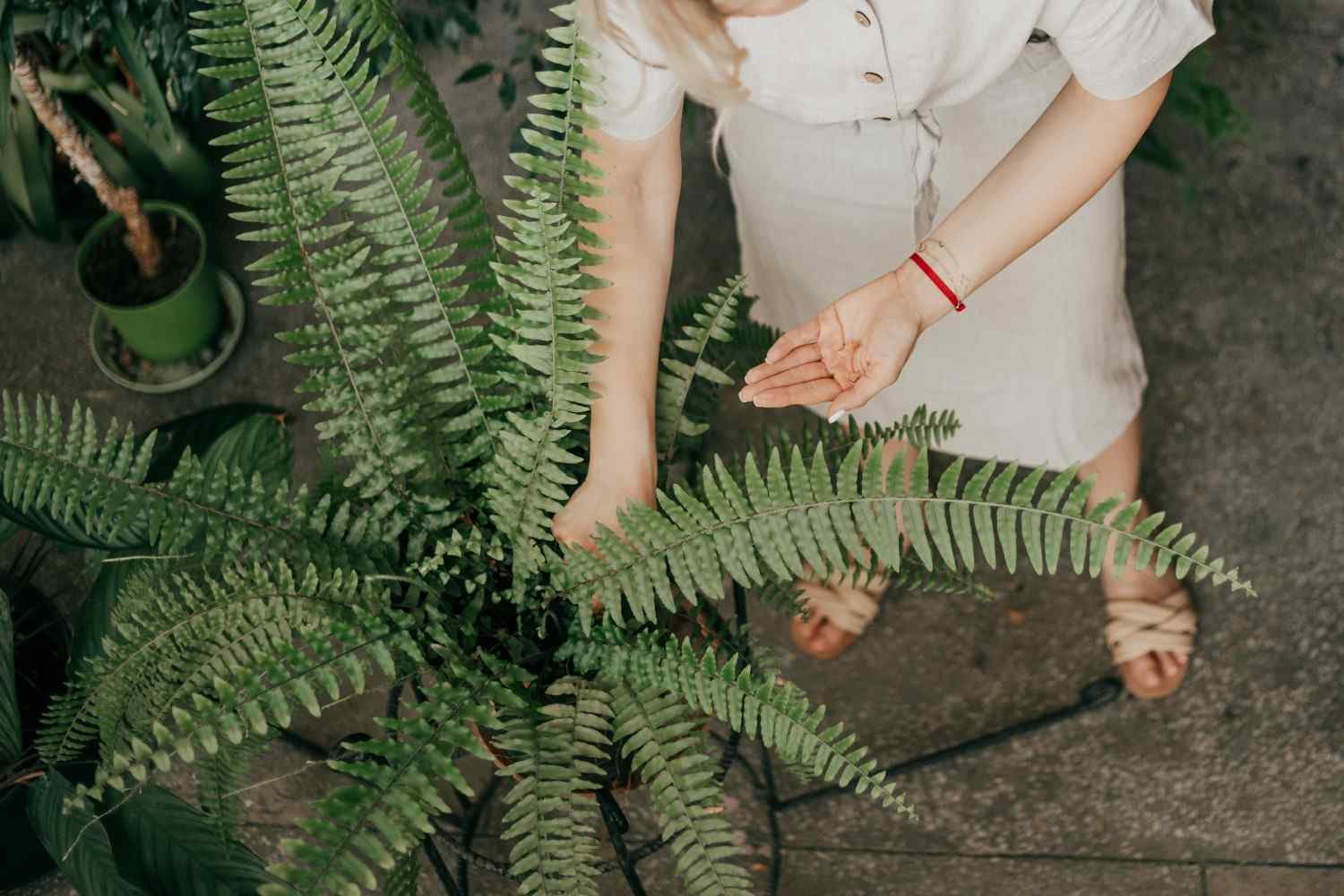 How to Revive a Dried-Out Boston Fern and Bring Back Its Lush Green Glory