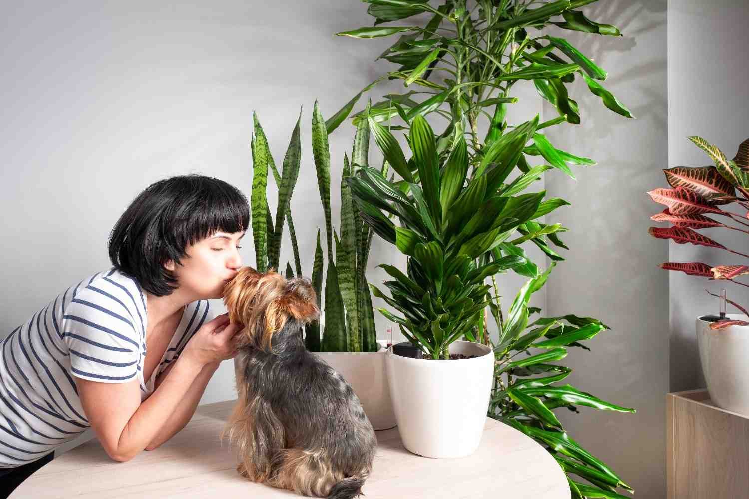 How Can You Keep Cats and Dogs Away From Large Pots?