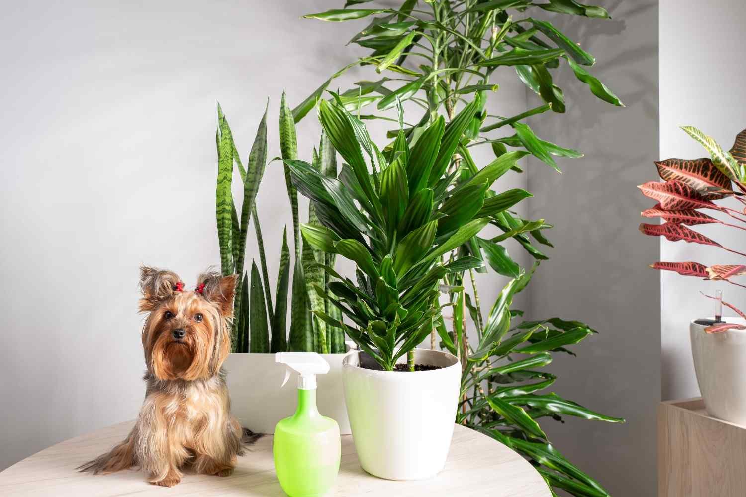 Bamboo Palm
