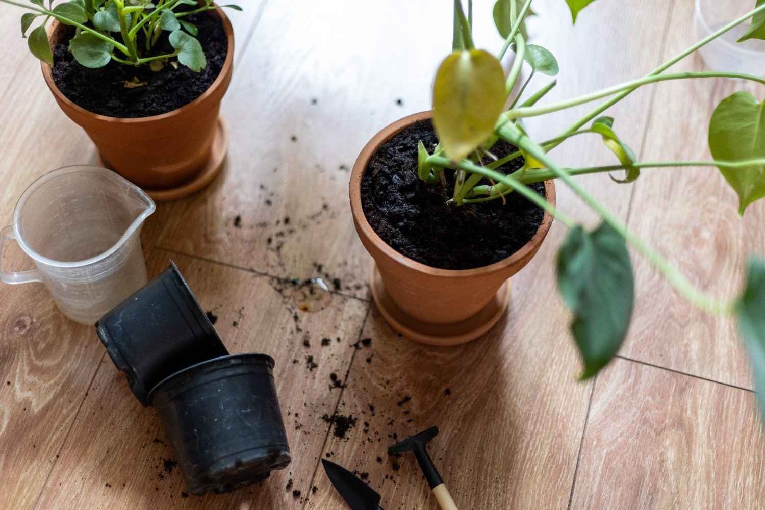 Are Drain Flies the Same as Fungus Gnats?