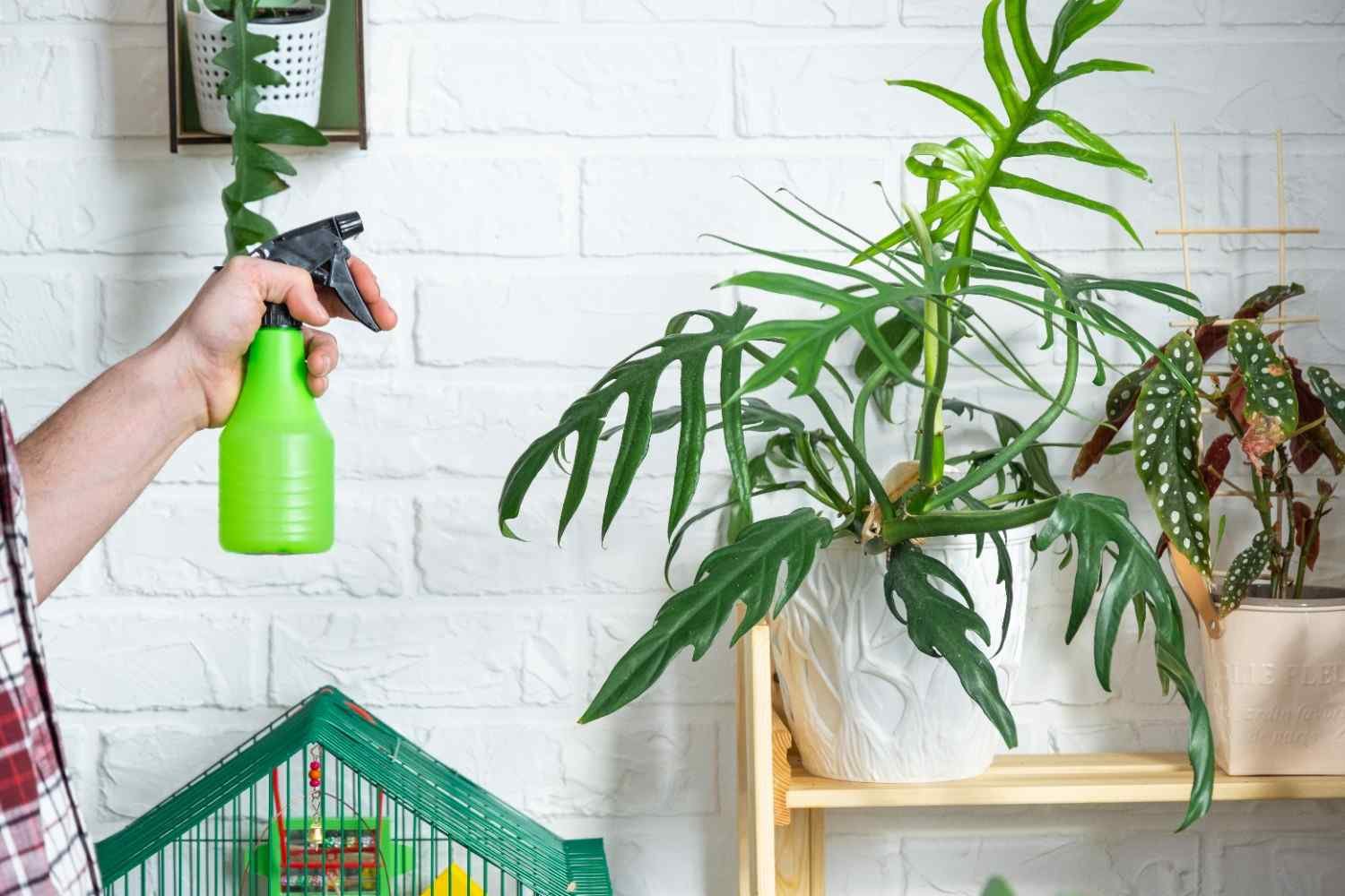 How Long Does Pet-Safe Fungus Gnat Control Take?