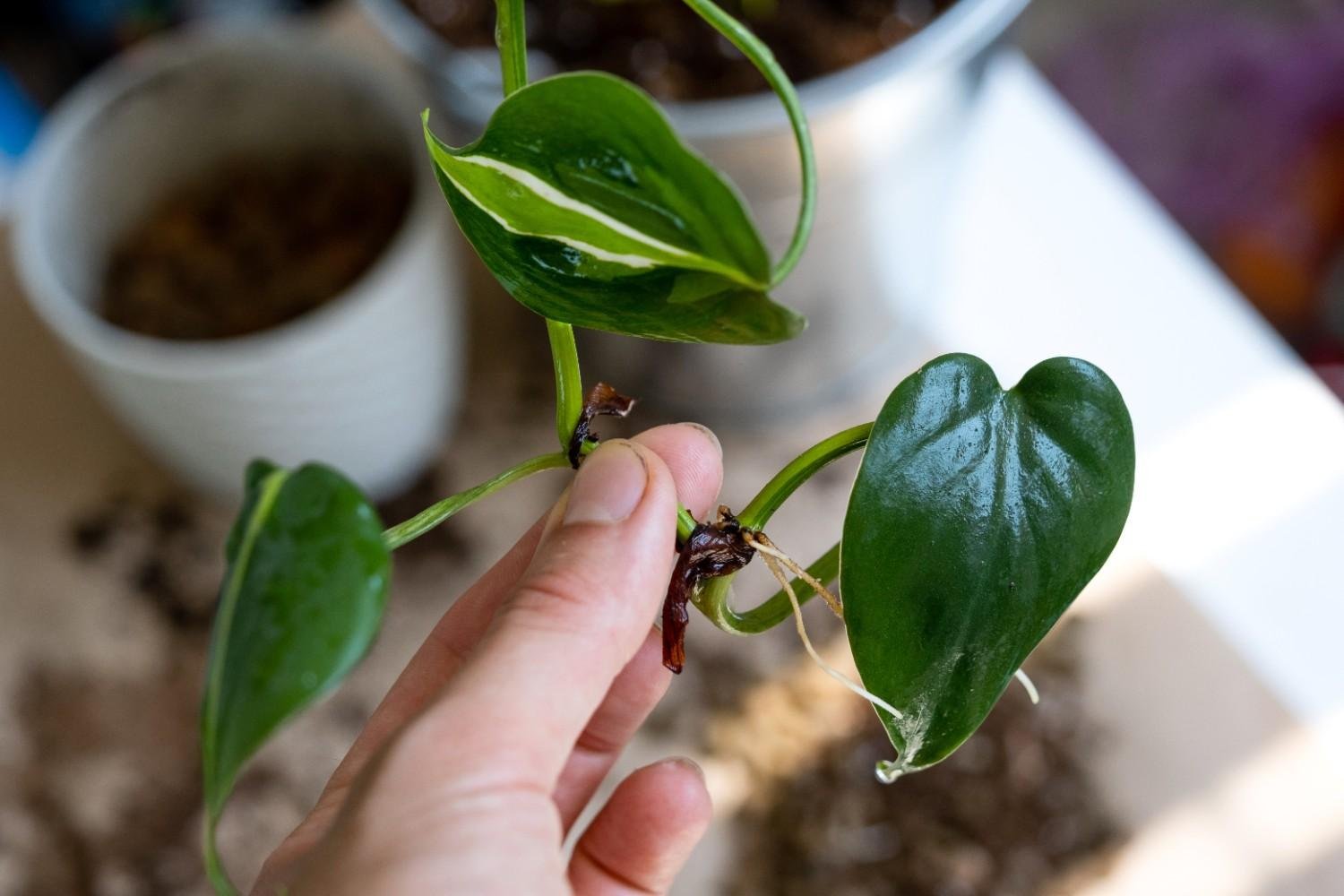 Why Do Fungus Gnats Keep Coming Back?