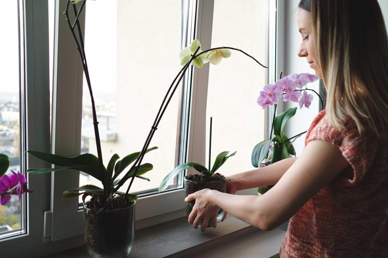 Snake Plant for Narrow Spaces