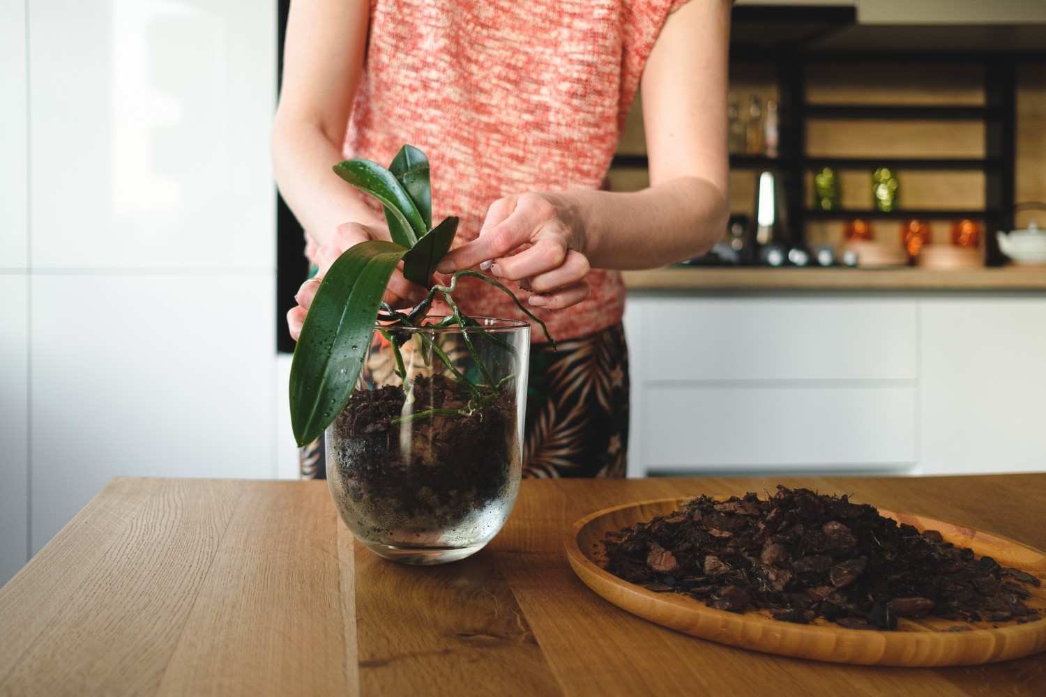Tiny Black Flies in Houseplant Soil After Watering: What They Are and How to Stop Them